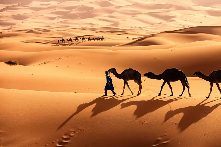 Wide image of The Sahara Desert with camels in the foreground