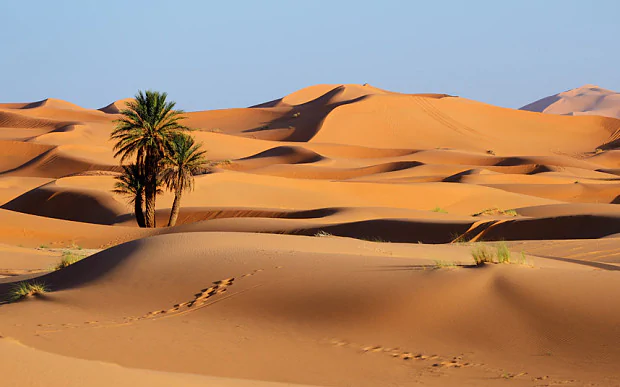 Image of desert at summer time